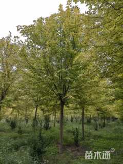 12公分美国红枫