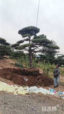 27公分造型油松