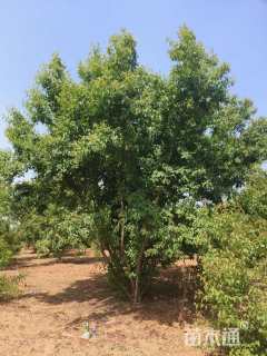 高度600厘米丛生茶条槭