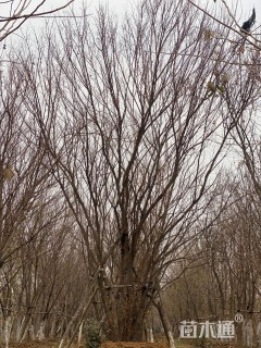 高度850厘米丛生五角枫