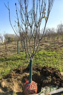 高度300厘米大樱桃