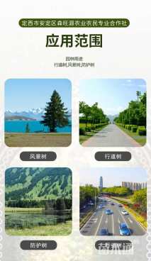 高度290厘米云杉