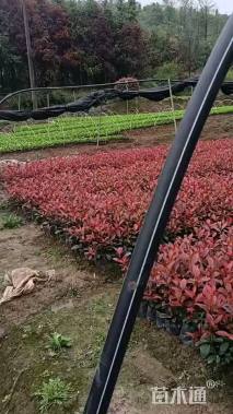 冠幅1200厘米海桐球