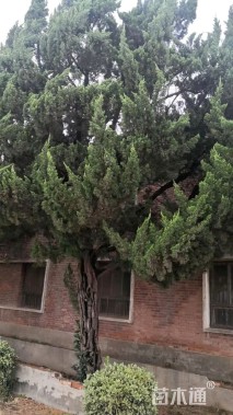 高度800厘米柏树