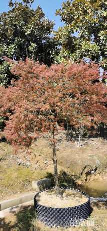 高度150厘米羽毛枫