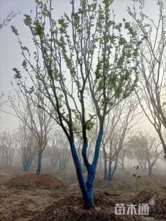 60公分丛生朴树