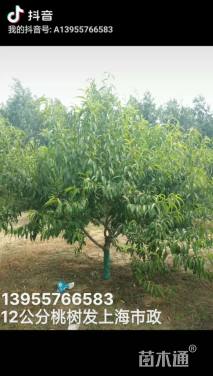 12公分桃树