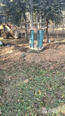 80公分丛生朴树