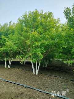 高度500厘米丛生五角枫