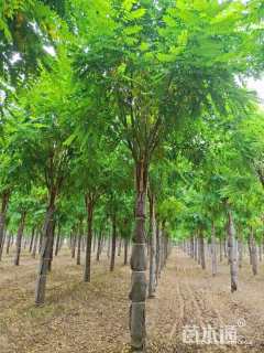 20公分嫁接香花槐