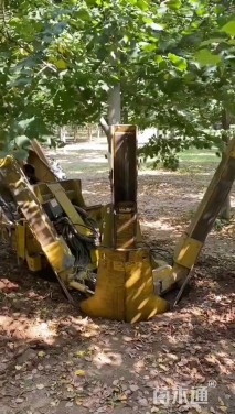 21公分欧洲小叶椴