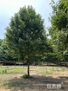 16公分美国红枫-红冠