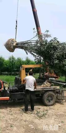 30公分(4杆)丛生女贞