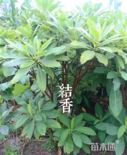 高度120厘米结香