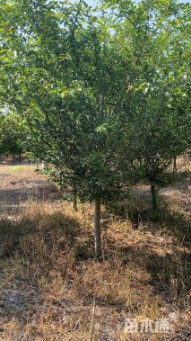 14公分二乔玉兰