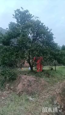 高度400厘米丛生胡柚