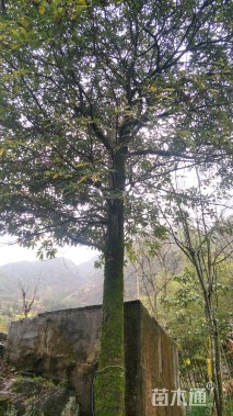 100公分金丝楠木