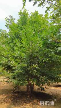 8公分丛生娜塔栎