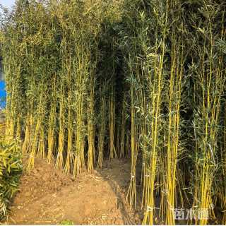 地栽苗淡竹