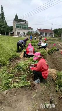 高度15厘米金边麦冬