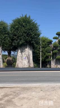 高度500厘米地瓜榕桩景