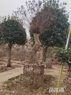 80公分桂花花瓶