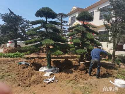 移栽苗造型罗汉松