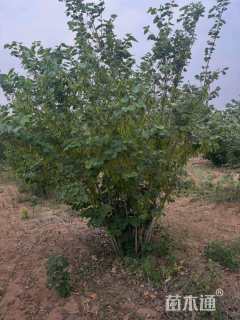 高度300厘米丛生紫荆