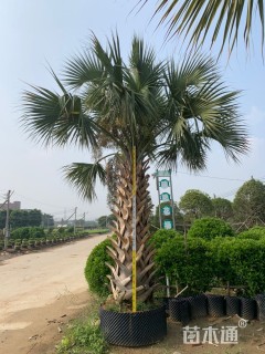 裸干高180厘米小箬棕