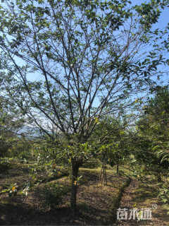 20公分染井吉野樱