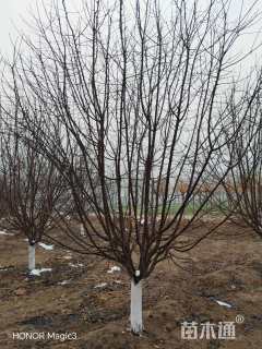 15公分绚丽海棠