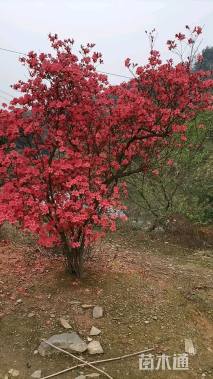 高度200厘米映山红