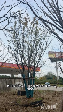 20公分(5杆)丛生朴树