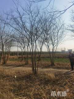 30公分丛生朴树