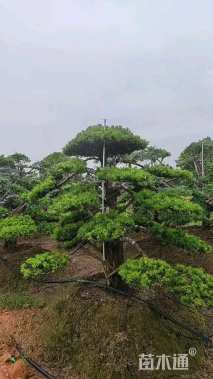 移栽苗造型罗汉松