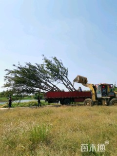 12公分丛生朴树