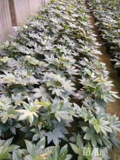 高度35厘米八角金盘