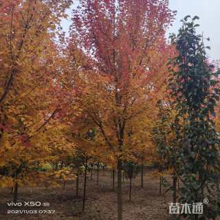 10公分美国红枫-红冠