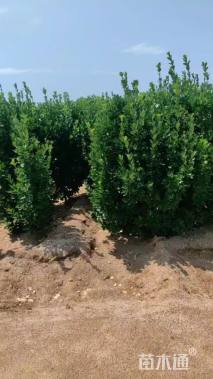 高度100厘米北海道黄杨