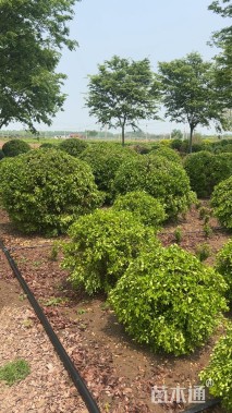 冠幅200厘米小叶黄杨球