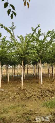 10公分长枝榆