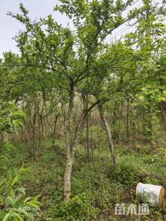 高度400厘米石榴