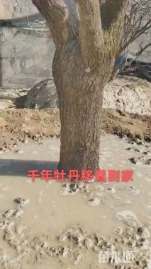 高度170厘米紫斑牡丹