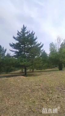 高度700厘米油松