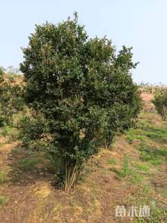 50公分红火箭紫薇