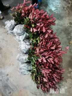 高度10厘米红叶石楠小苗