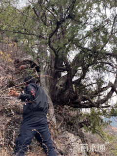 高度3000厘米侧柏