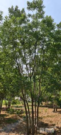 高度800厘米(4杆)丛生国槐