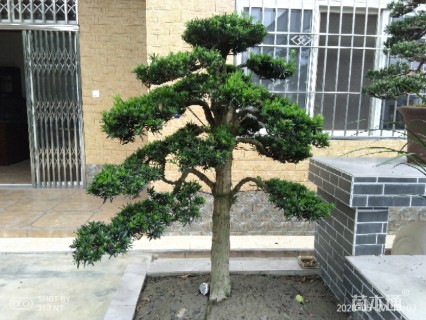 10公分造型罗汉松