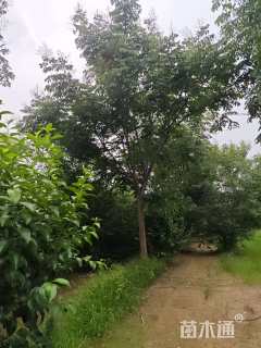 22公分黄山栾树